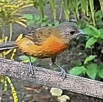 Passerini's tanager