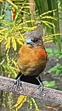 Passerini's tanager