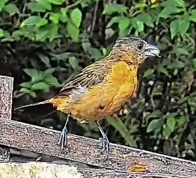 Flame-rumped Tanager