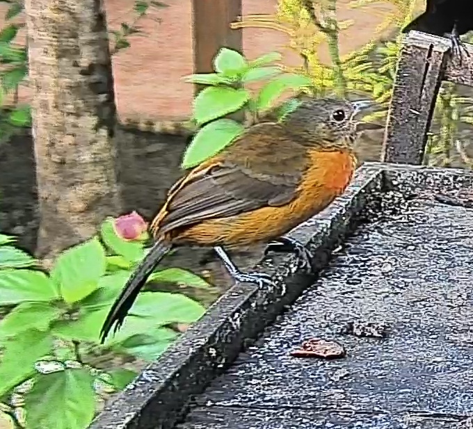 Passerini's tanager