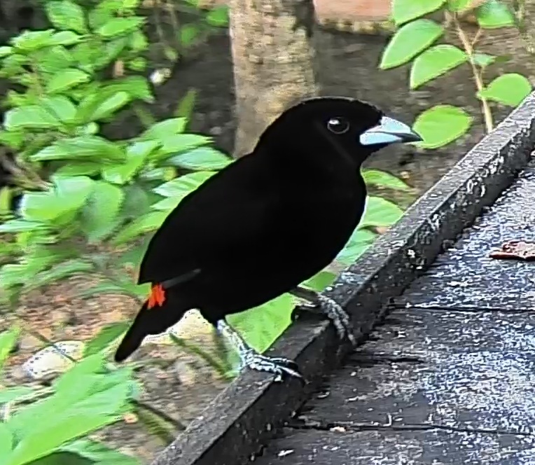 Passerini's tanager