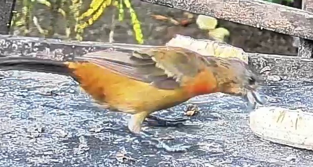 Passerini's tanager