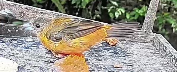 Passerini's tanager
