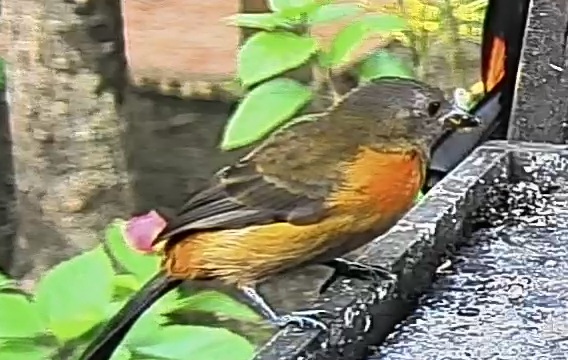 Passerini's tanager