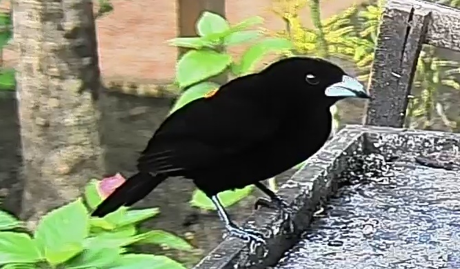 Flame-rumped Tanager