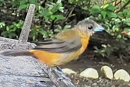 Flame-rumped Tanager