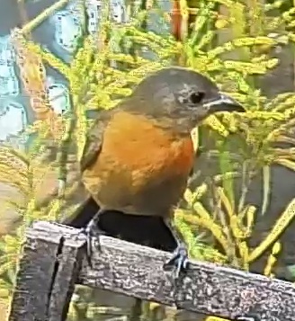 Passerini's tanager