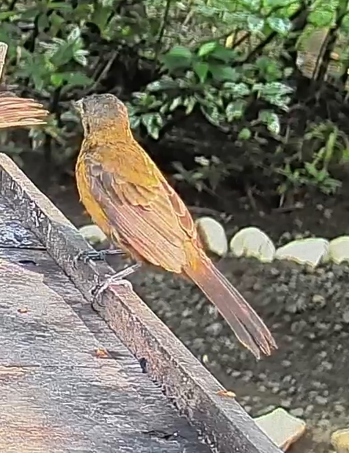 Passerini's tanager