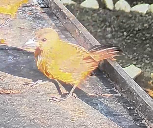 White-lined Tanager
