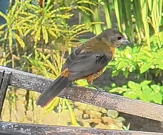 Passerini's tanager