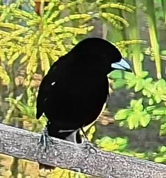 Flame-rumped Tanager