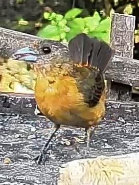 Flame-rumped Tanager