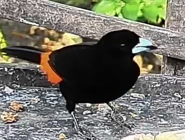 Flame-rumped Tanager