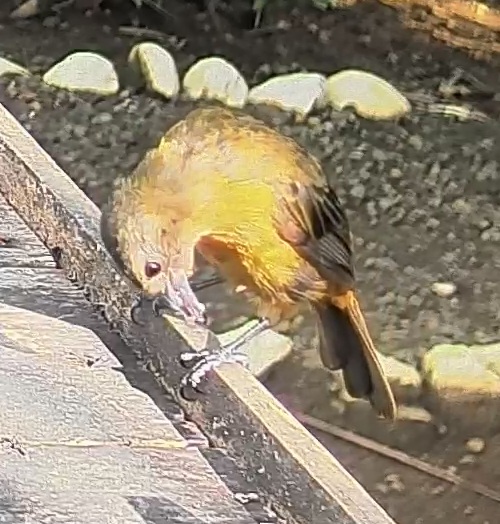 Passerini's tanager