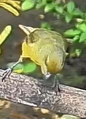 Thick-billed euphonia