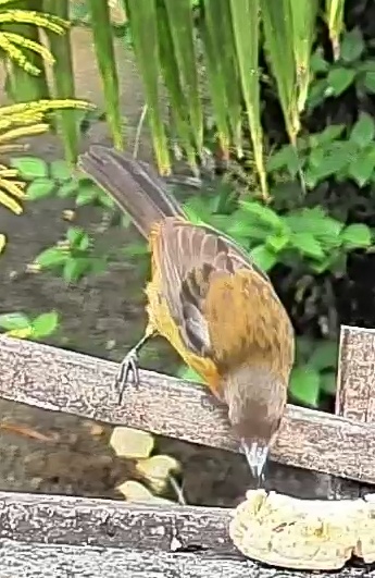 Passerini's tanager