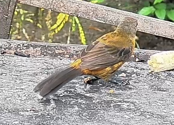 Passerini's tanager