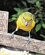 Thick-billed euphonia