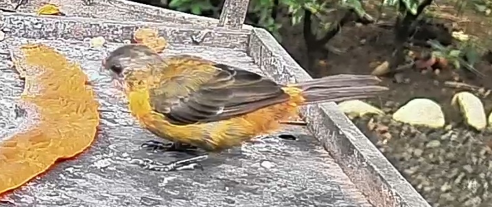 Passerini's tanager