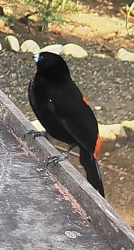 Passerini's tanager