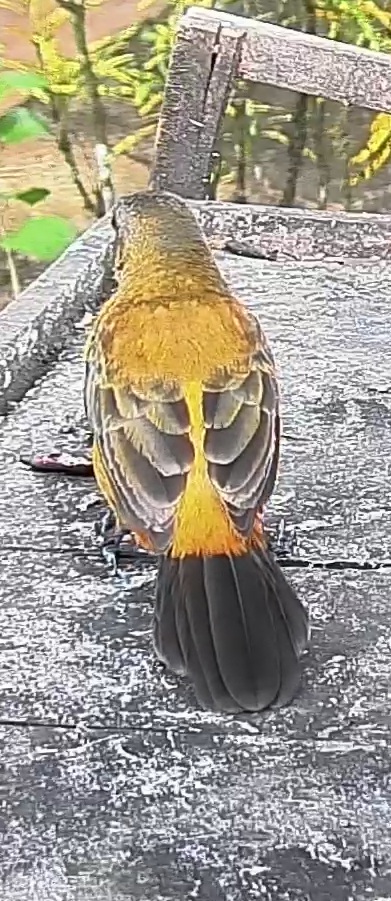 Passerini's tanager