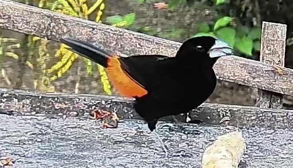 Flame-rumped Tanager