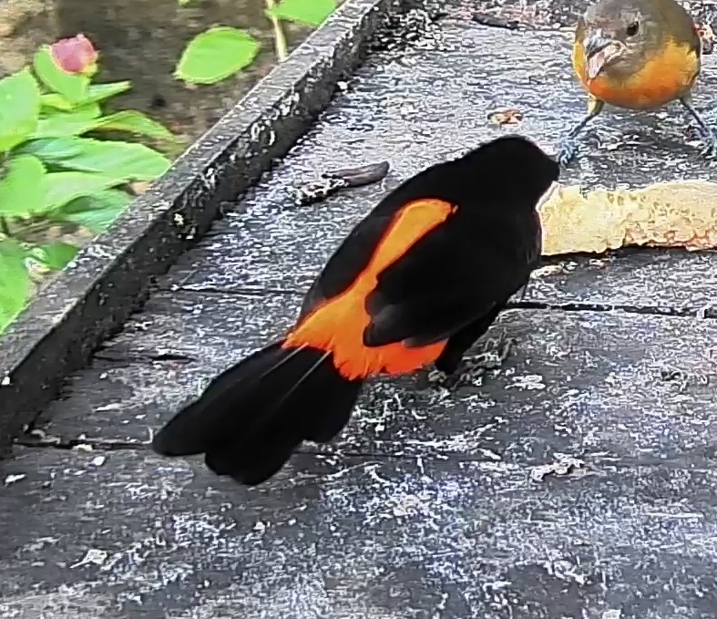 Flame-rumped Tanager