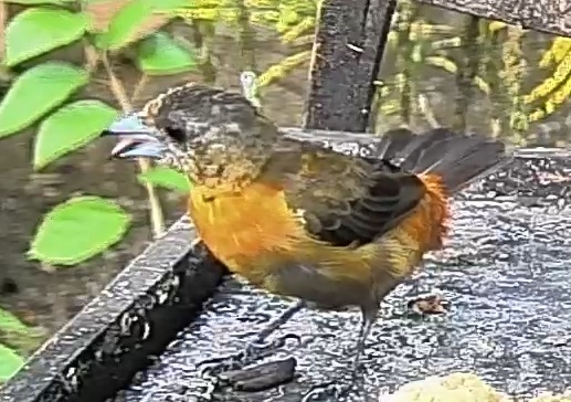 Flame-rumped Tanager
