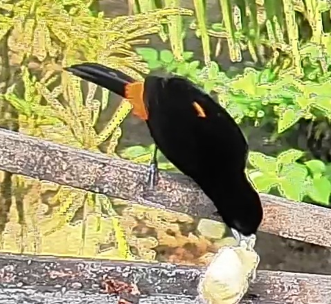 Flame-rumped Tanager