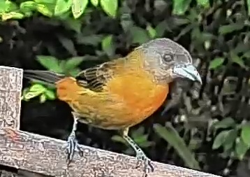 Passerini's tanager