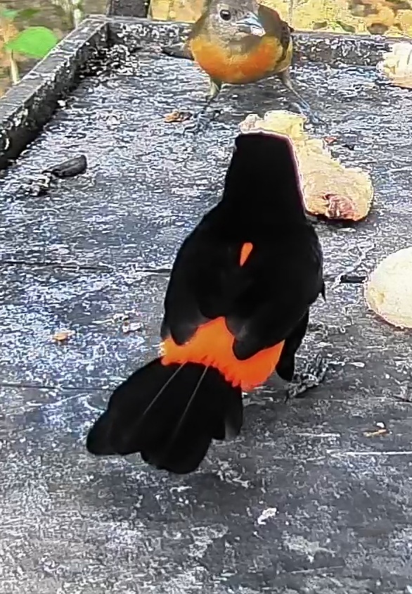 Flame-rumped Tanager