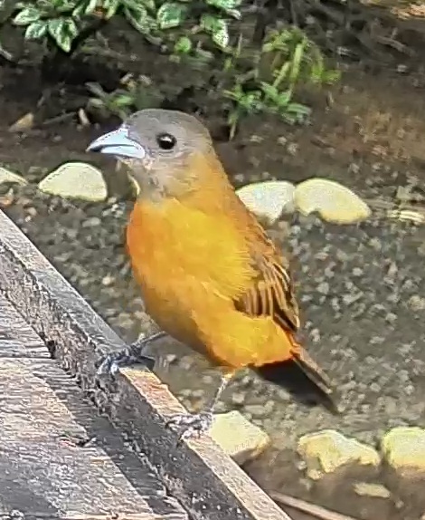 Passerini's tanager