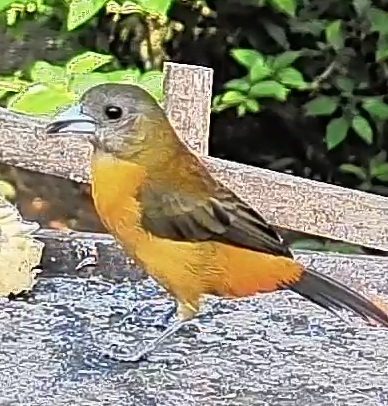 Passerini's tanager