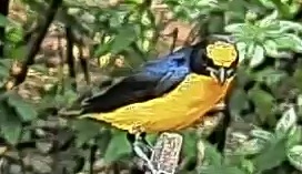 Orange-crowned Euphonia