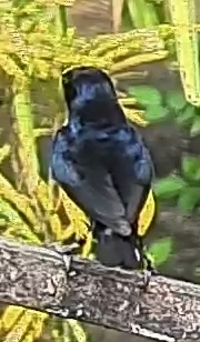 Shiny cowbird