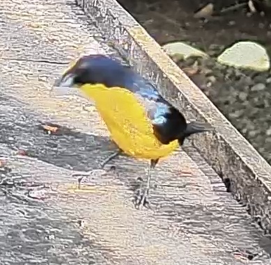 Yellow-throated Euphonia