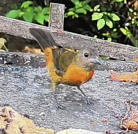 Passerini's tanager