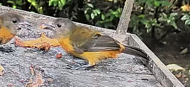 Passerini's tanager