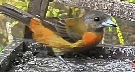 Passerini's tanager