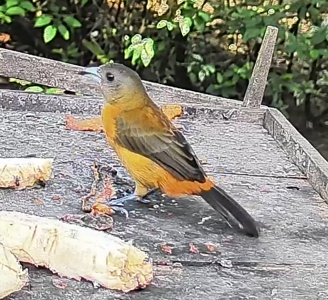 Passerini's tanager