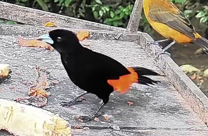 Flame-rumped Tanager