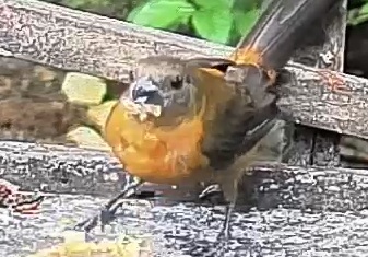 Passerini's tanager