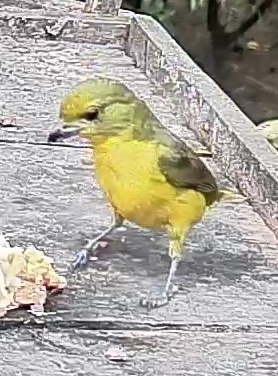 Thick-billed euphonia