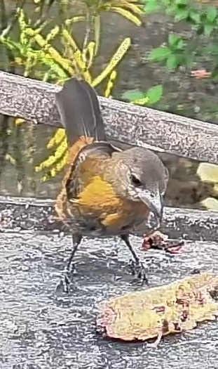 Passerini's tanager
