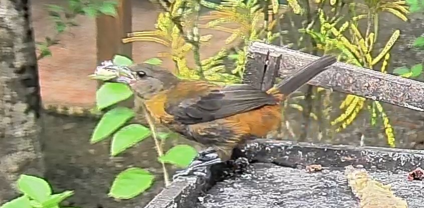 Passerini's tanager