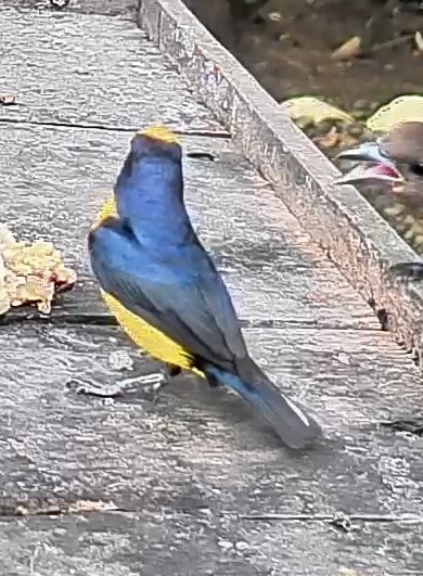Spot-crowned Euphonia