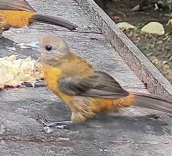 Passerini's tanager