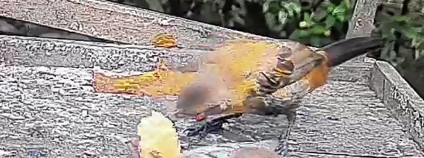Passerini's tanager