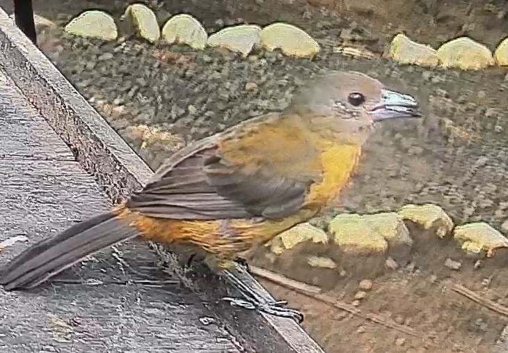 Passerini's tanager