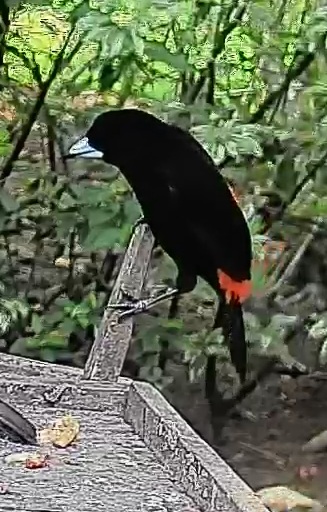 Passerini's tanager